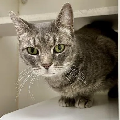 An adult medium-sized female Domestic Short Hair cat named Kit Kat for adoption in Reisterstown, MD