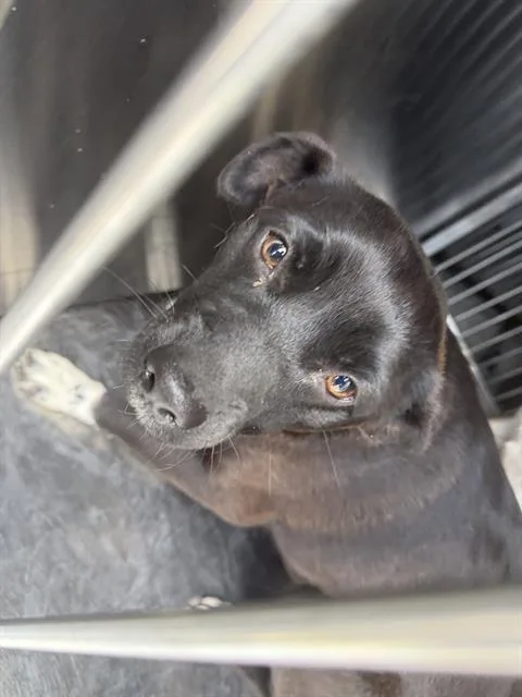 An adult small-sized female Mixed Breed dog named Jenny for adoption in Dallas, TX