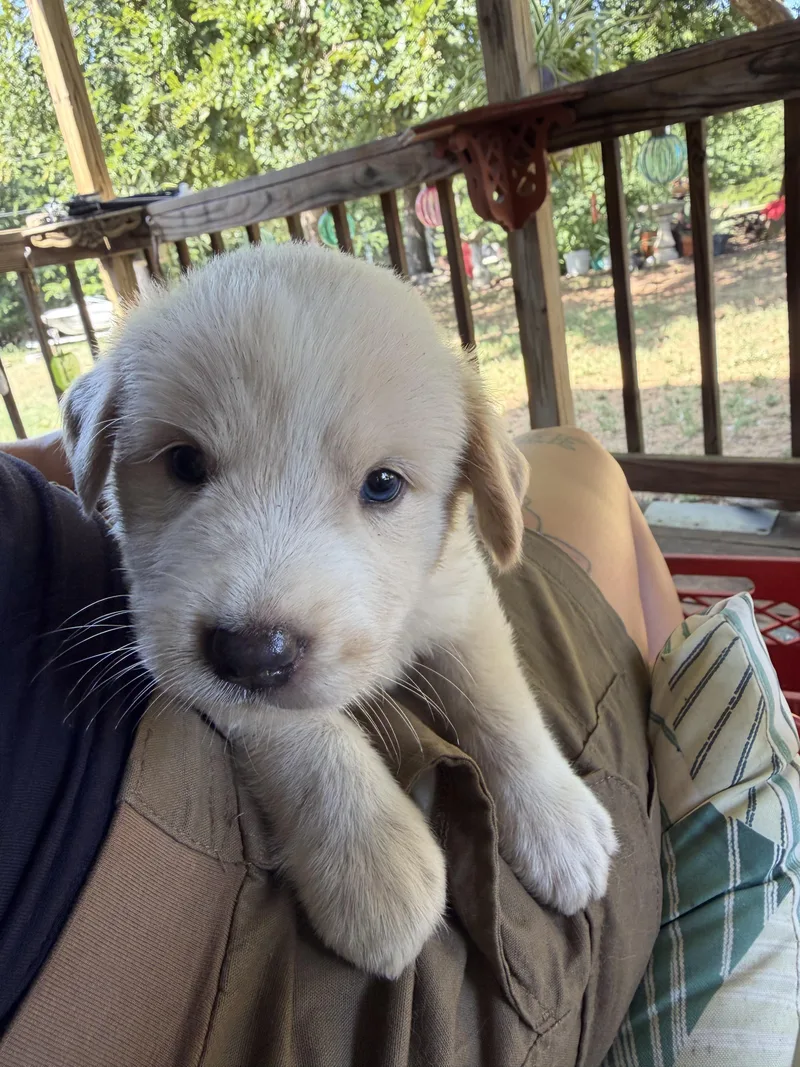 A baby small-sized male Great Pyrenees dog named Bentley for adoption in Welling, OK