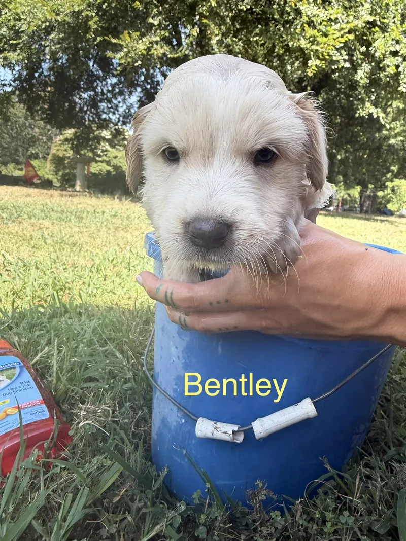Bentley thumbnail 2