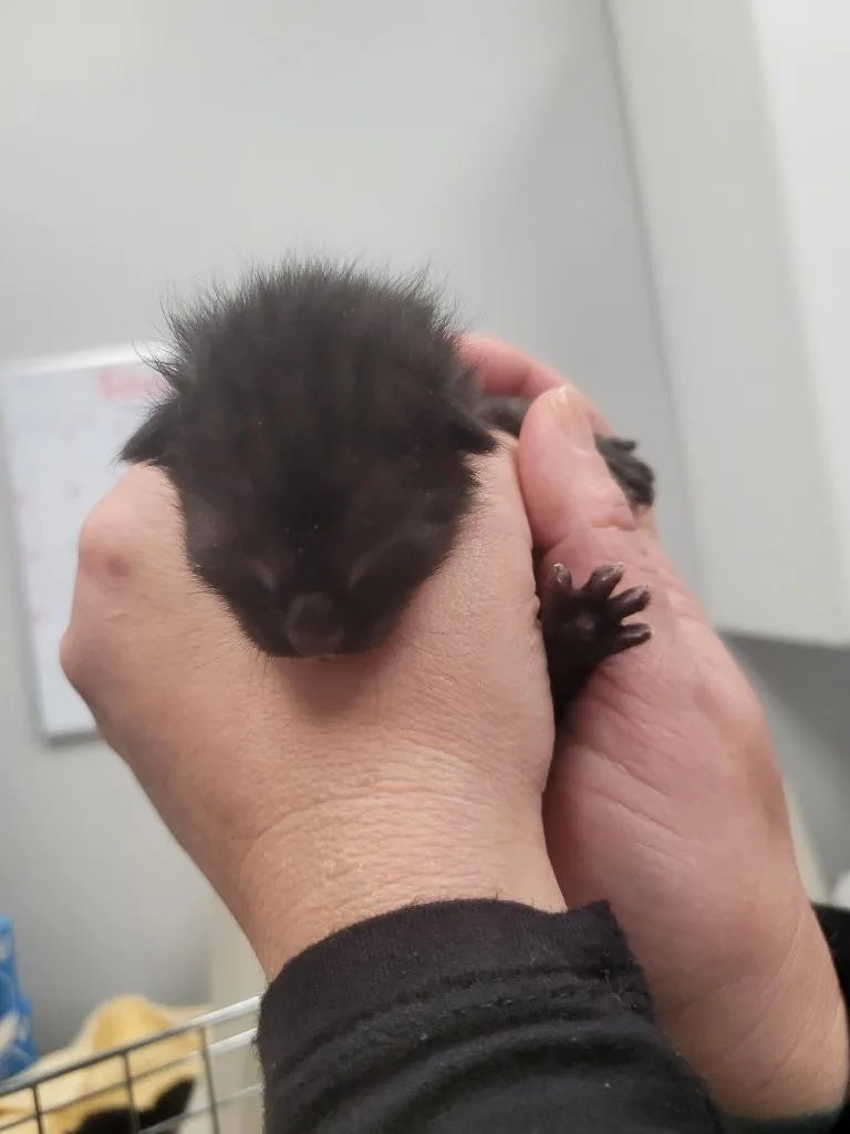 A baby small-sized female Domestic Short Hair cat named Cheerios for adoption in Angola, IN