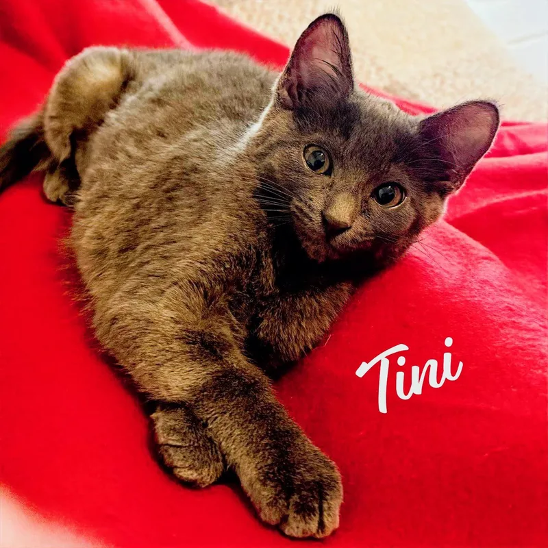 Tini Bellairelitter