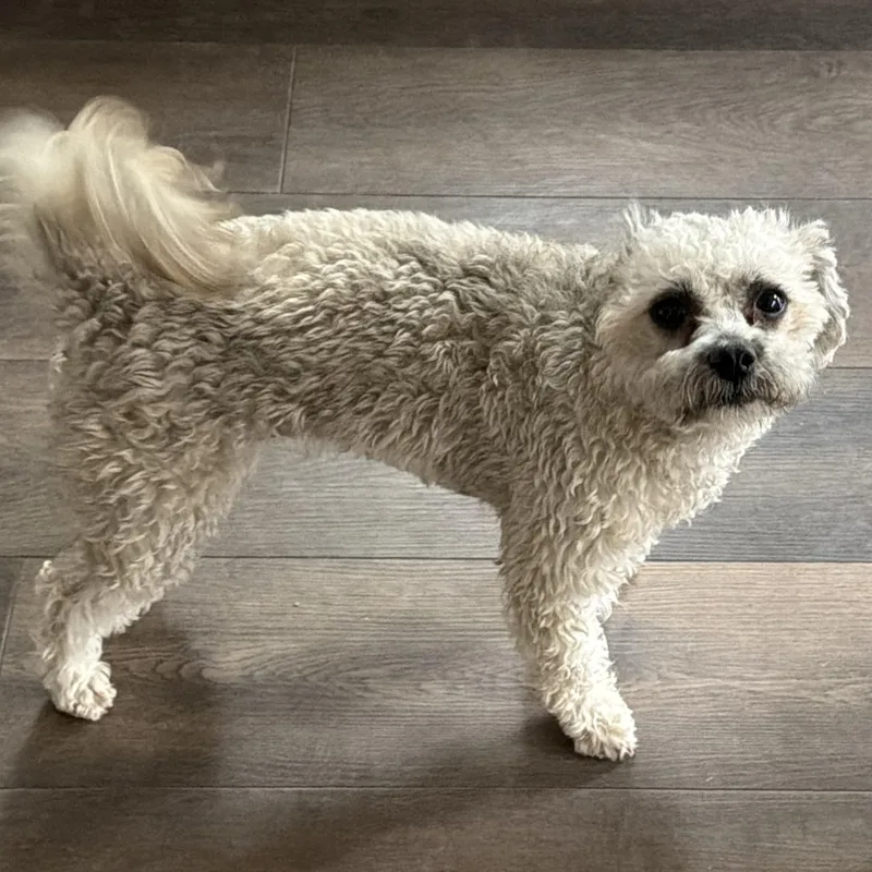 A young small-sized female Maltese dog named Shirley for adoption in Bakersfield, CA