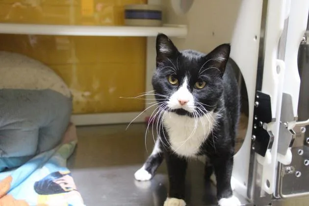 An adult large-sized male Domestic Short Hair cat named Donut for adoption in Kansas City, MO