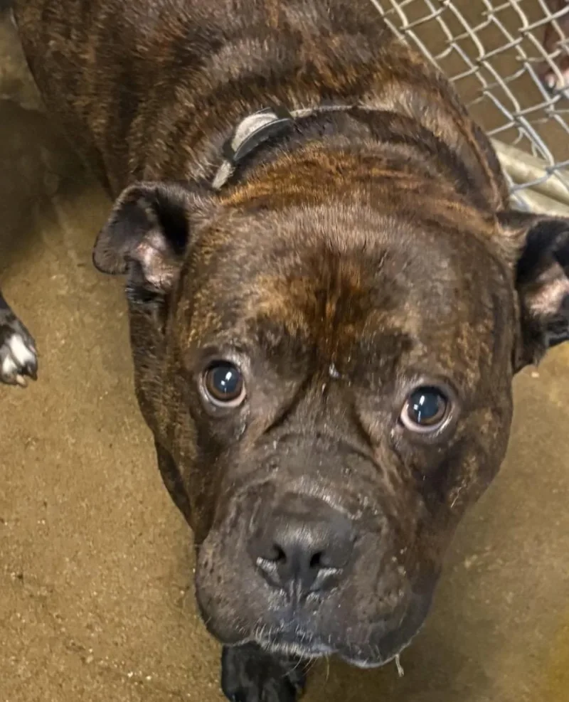 An adult medium-sized male Brindle Pit Bull Terrier dog named Captain HOLD for adoption in Canton, OH