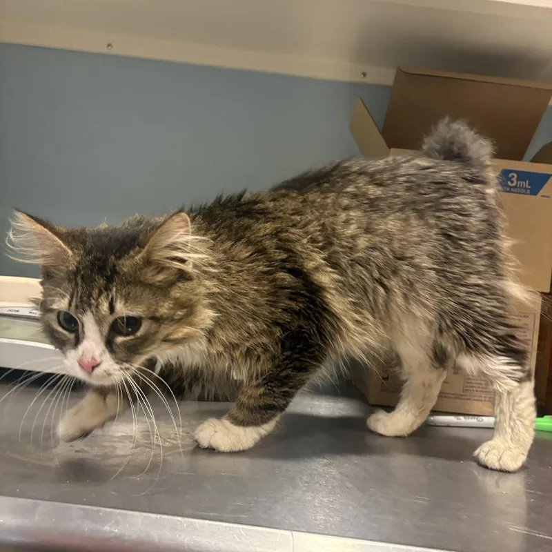 An adult medium-sized male Brown / Chocolate Domestic Medium Hair cat named Sir Fluffington for adoption in Chattanooga, TN