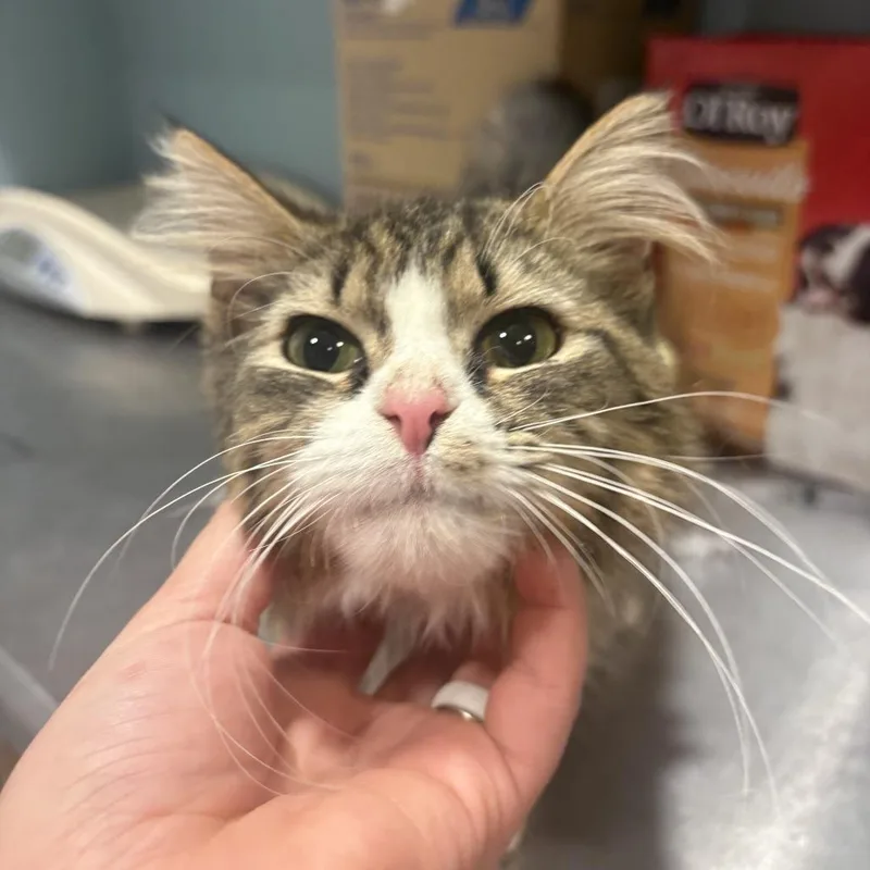 Sir Fluffington thumbnail 2