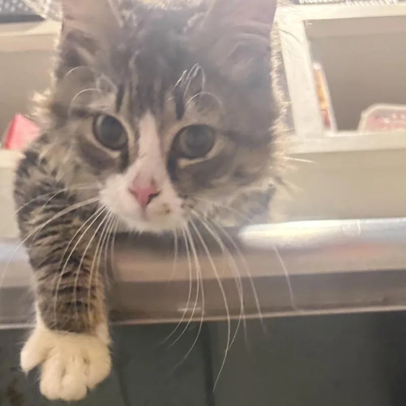 Sir Fluffington thumbnail 3