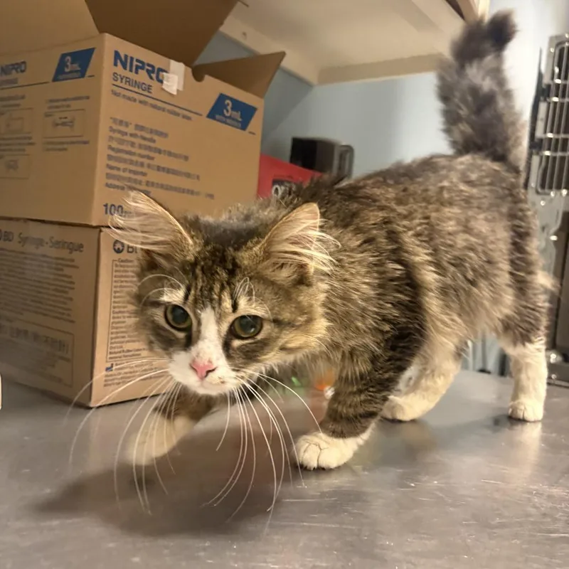 Sir Fluffington thumbnail 4