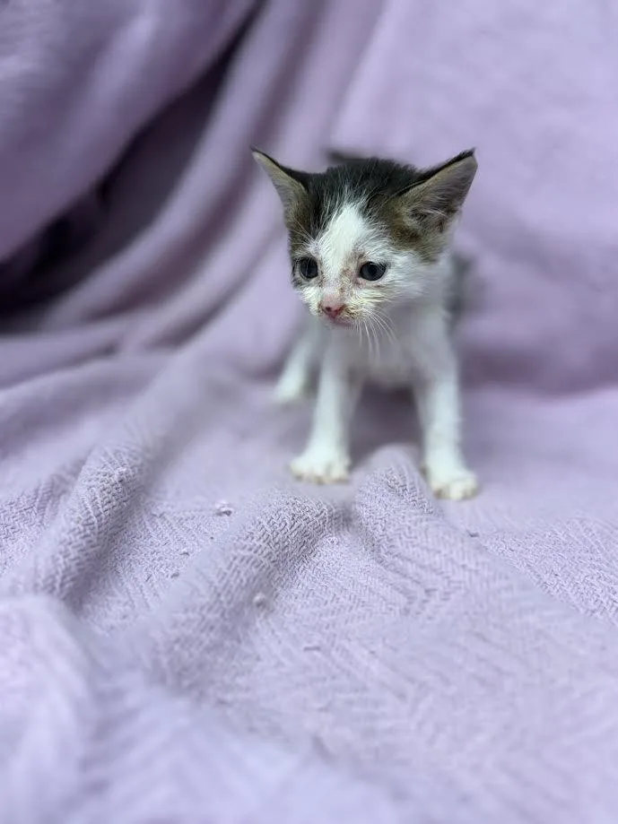 A baby small-sized female Tabby (Buff / Tan / Fawn) Domestic Short Hair cat named Dizzle for adoption in Oakdale, CA