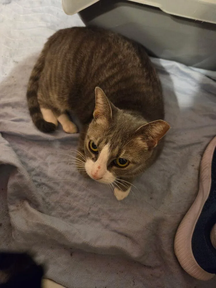 An adult medium-sized female Domestic Short Hair cat named Jilted Jane NC for adoption in Dallas, TX