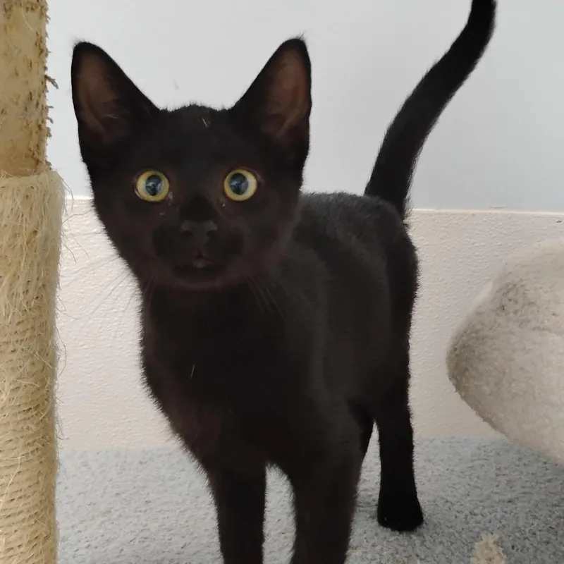 A baby small-sized female Black Domestic Short Hair cat named Gabriella Dawson for adoption in Winchester, TN