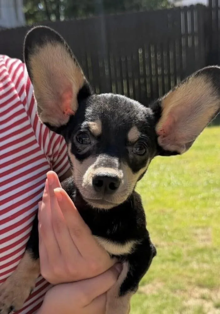 Babe Dumbo