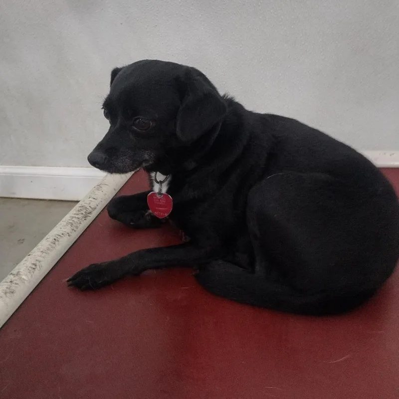 A senior small-sized female Black Mixed Breed dog named Pokey for adoption in Troy, IL