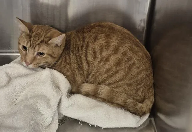 A young medium-sized male Domestic Short Hair cat named Little Foot for adoption in Decatur, IL