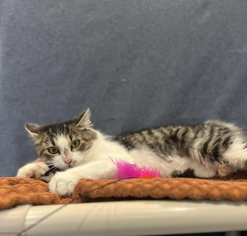 A young small-sized female Domestic Medium Hair cat named Puddin for adoption in Blackstone, MA