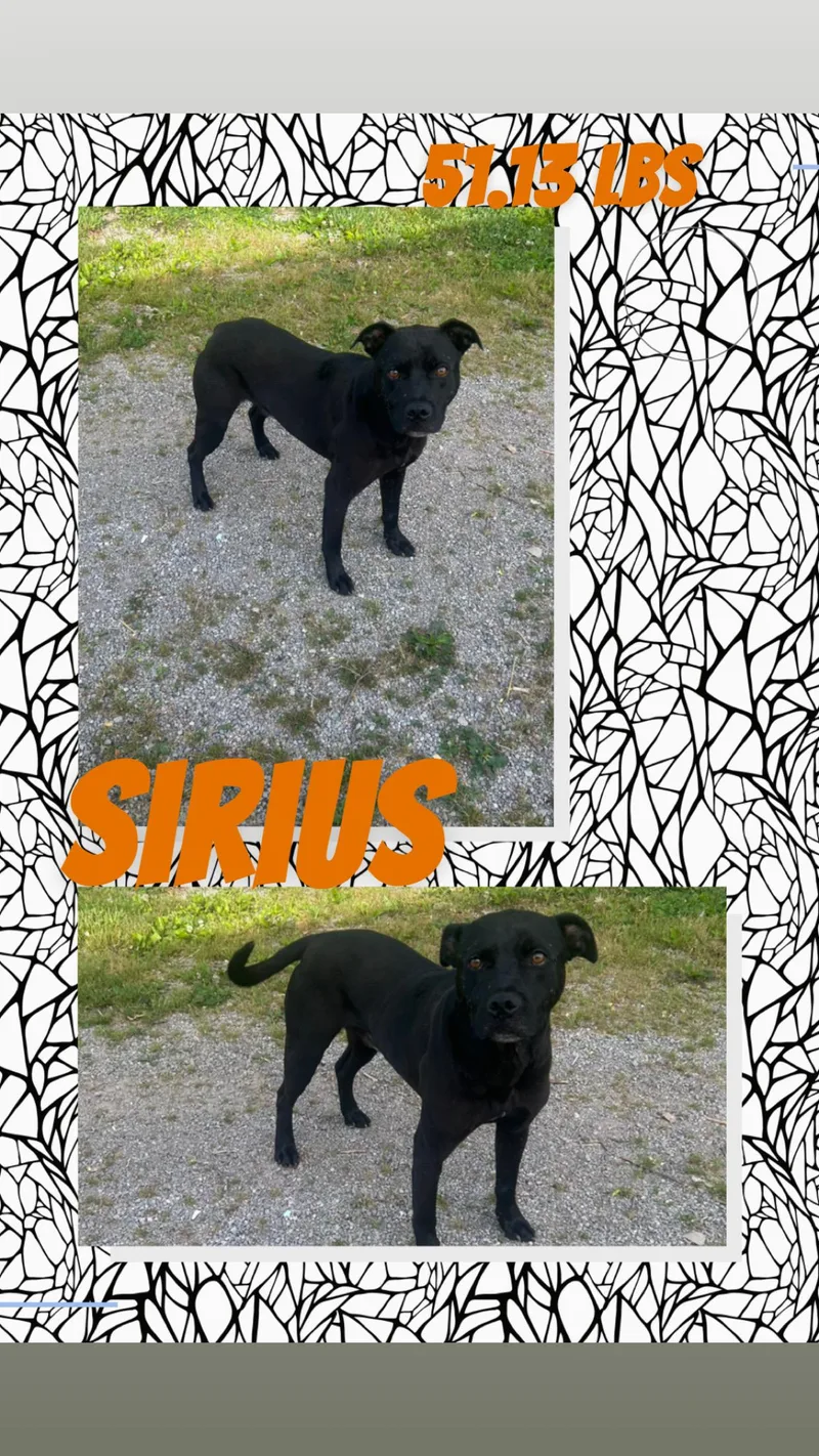 A young medium-sized male Black Pit Bull Terrier dog named Sirius for adoption in McArthur, OH