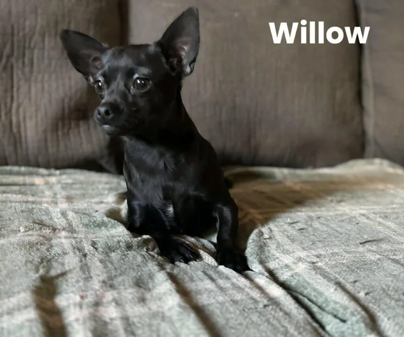 Winnie And Willow thumbnail 2