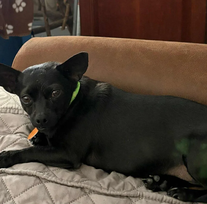 Winnie And Willow thumbnail 5