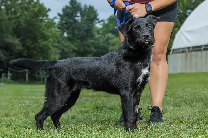 A young medium-sized female Black Labrador Retriever dog named Polly for adoption in Chester Springs, PA