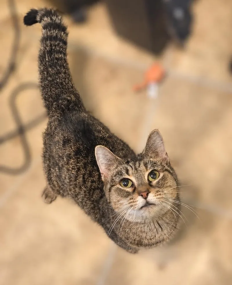 An adult small-sized female Tabby (Brown / Chocolate) Domestic Short Hair cat named Sally for adoption in Greensburg, PA