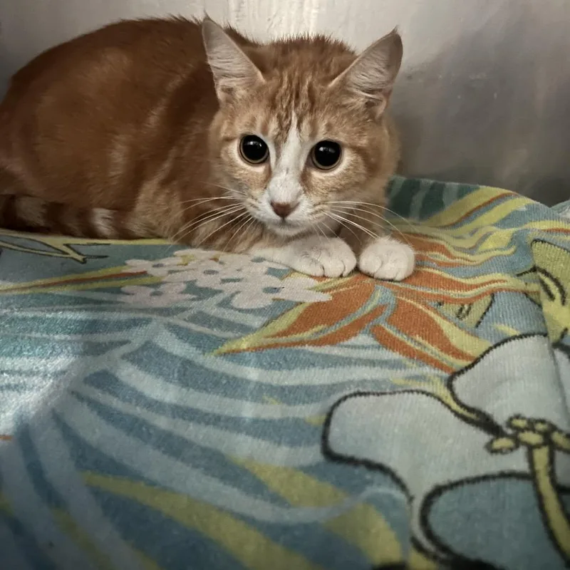 A young medium-sized female Orange / Red Domestic Short Hair cat named Noodles for adoption in Lakeland, FL