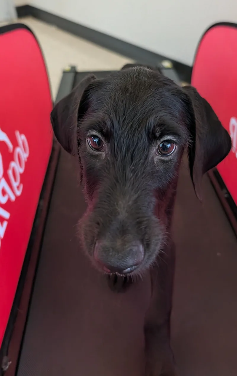 A baby large-sized male Labradoodle dog named Spruce A for adoption in Plano, TX