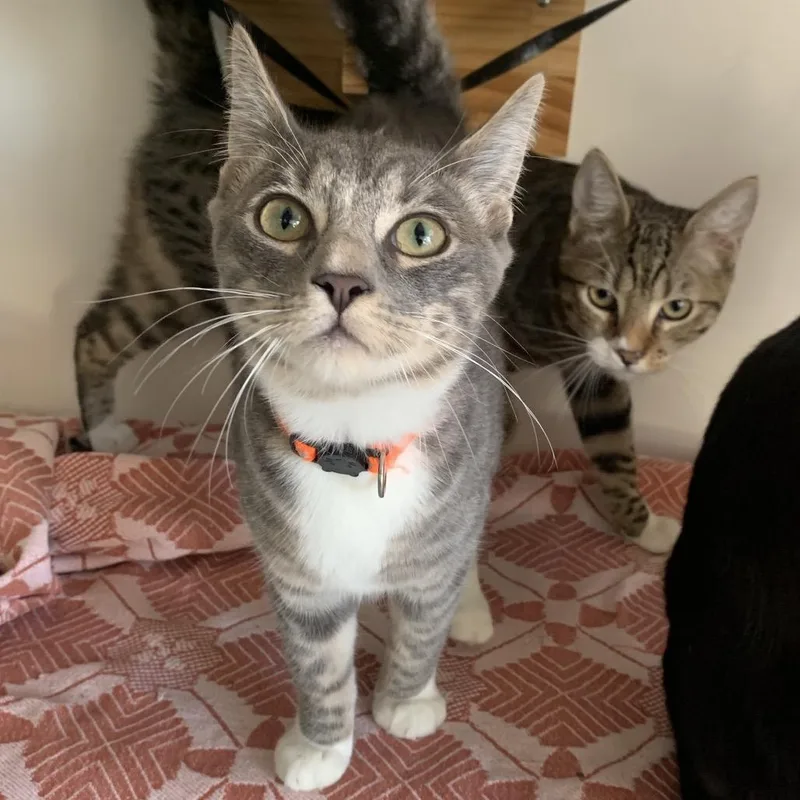 A young medium-sized male Domestic Short Hair cat named Bucky for adoption in Redwood City, CA
