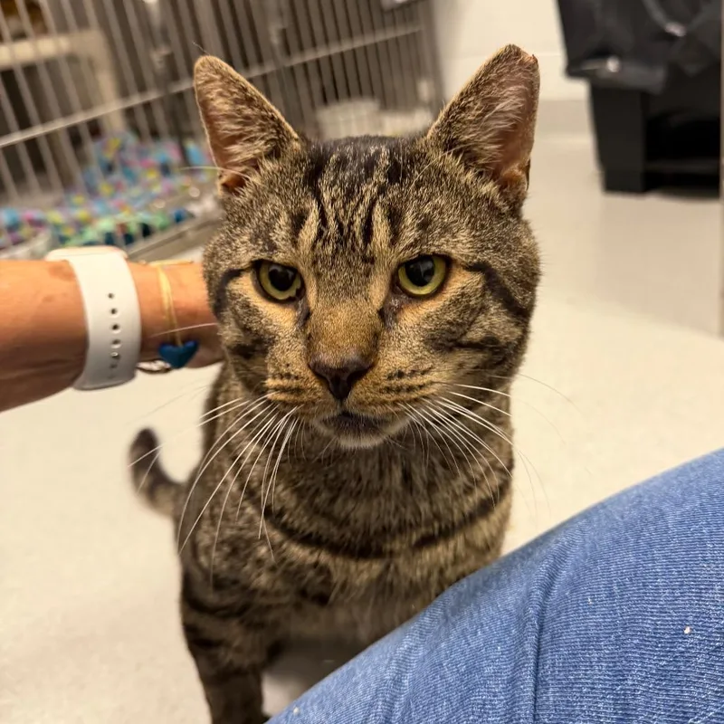 A young large-sized male Domestic Short Hair cat named Dudley for adoption in Hampton Bays, NY