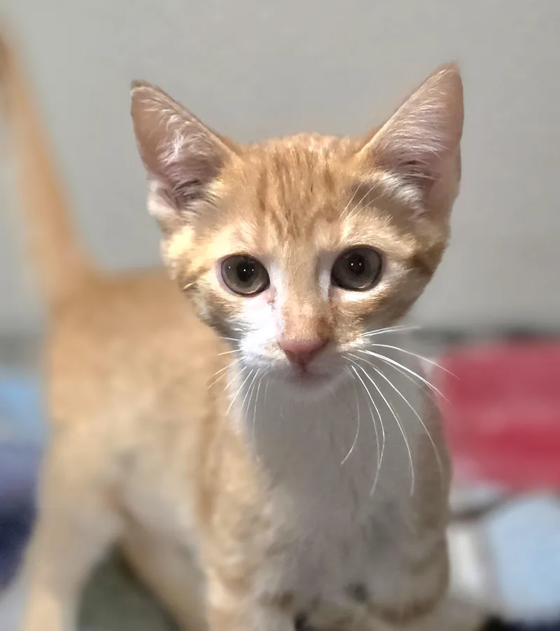 A baby small-sized female Domestic Short Hair cat named Tilly for adoption in Rio Linda, CA