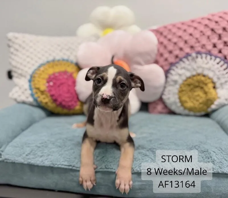 A baby small-sized male White / Cream Pit Bull Terrier dog named Storm for adoption in Supply, NC