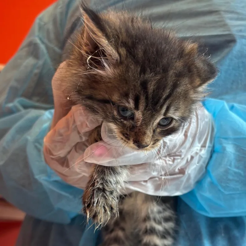 A baby small-sized male Brown / Chocolate Domestic Medium Hair cat named Canvas for adoption in Newark, NJ