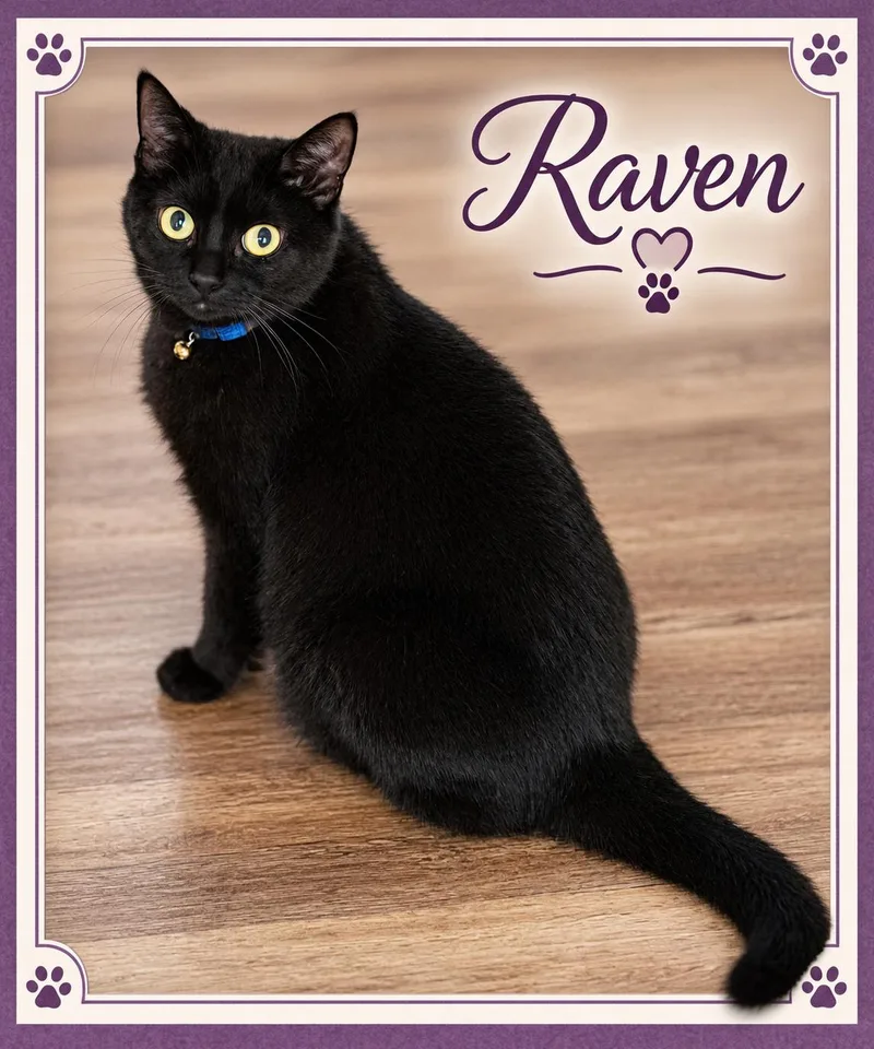 A senior medium-sized female Black Domestic Short Hair cat named RavenLoyal Heart with Golden for adoption in Laurel, MD