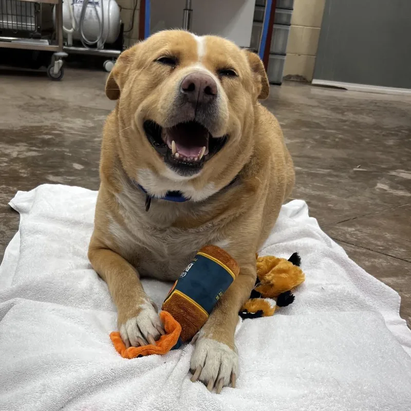 An adult extra large-sized female Yellow / Tan / Blond / Fawn Mixed Breed dog named Lemon for adoption in Fredericksburg, VA