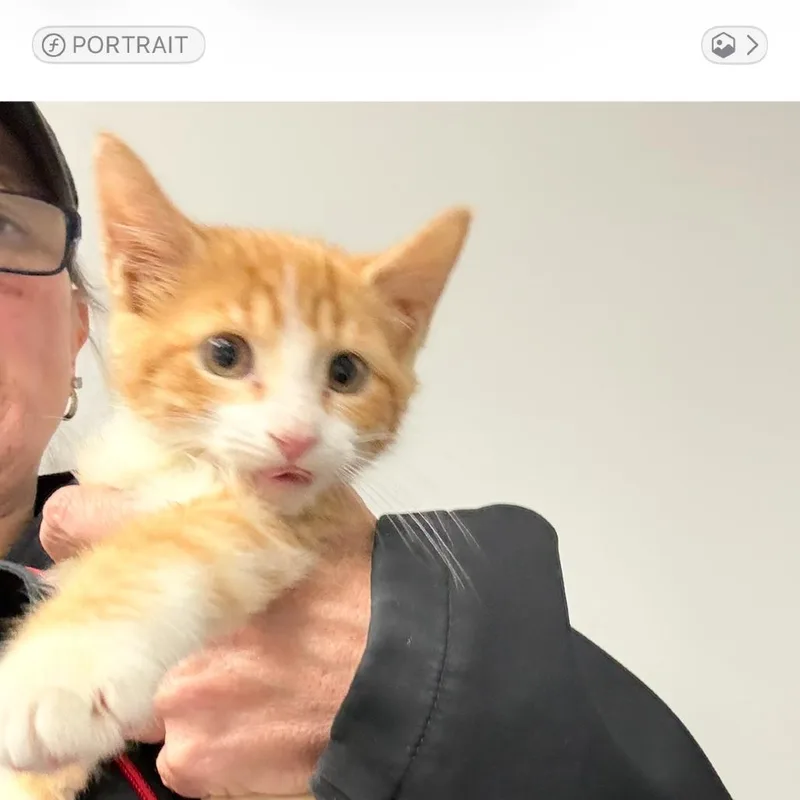 A baby small-sized male Orange / Red Domestic Short Hair cat named Cumin for adoption in Normal, IL