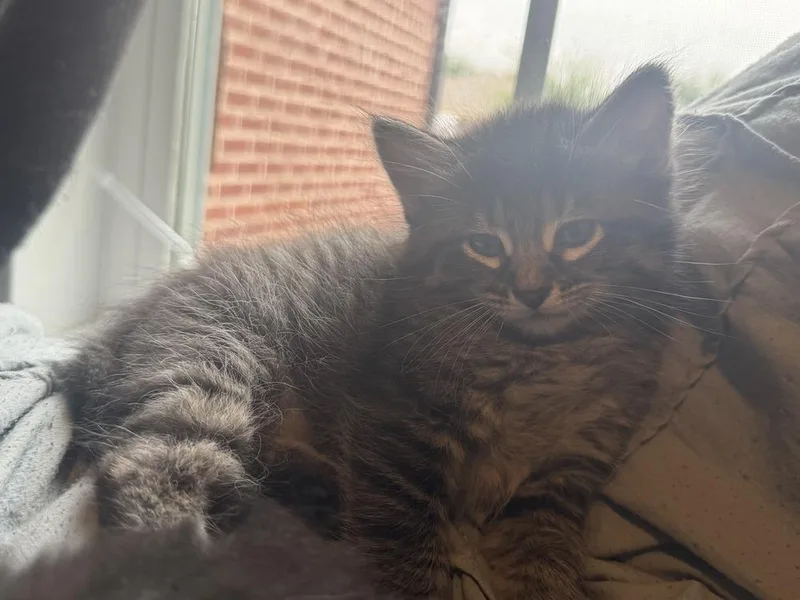 A baby small-sized female Brown / Chocolate Tabby cat named Pita for adoption in Dallas, TX