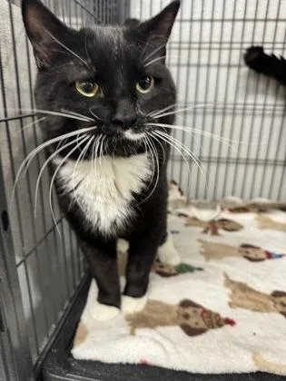 An adult small-sized male Domestic Short Hair cat named Romeo for adoption in St. Anne, IL