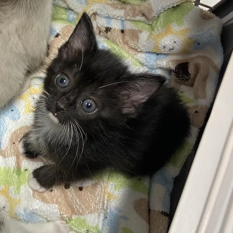 A baby small-sized female Black Domestic Short Hair cat named Keller for adoption in Chattanooga, TN