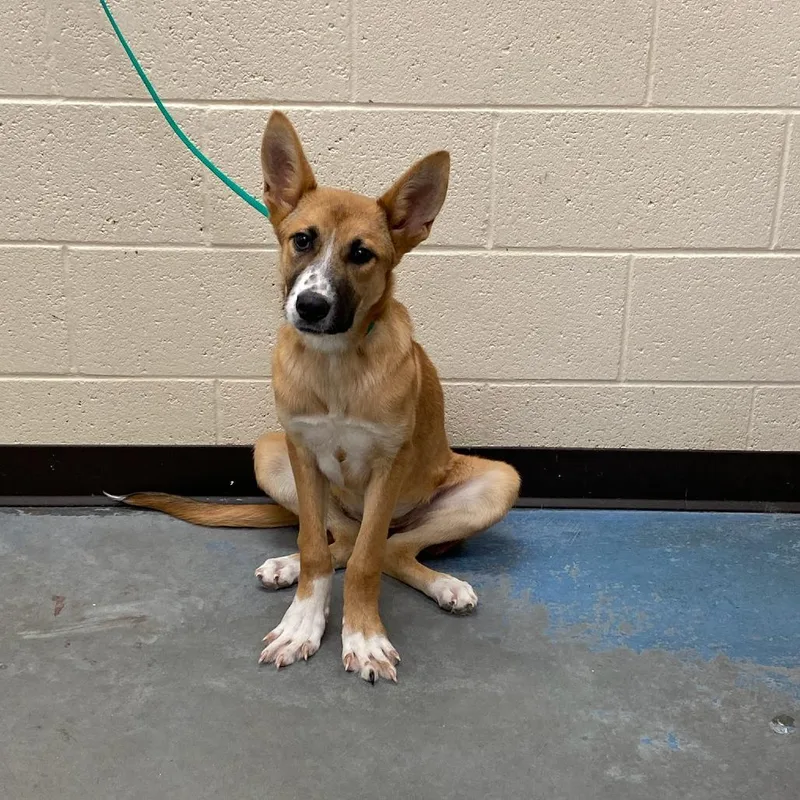 A young medium-sized female Yellow / Tan / Blond / Fawn Mixed Breed dog named Mochi for adoption in Memphis, TN
