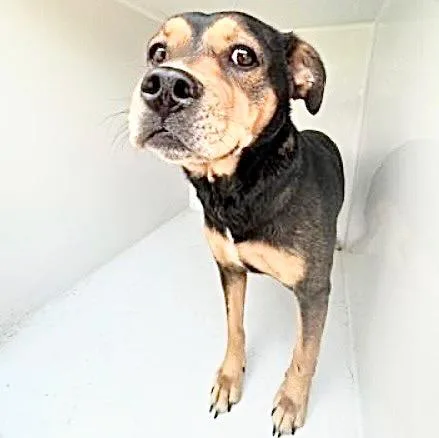 An adult medium-sized female Rottweiler dog named A for adoption in Houston, TX