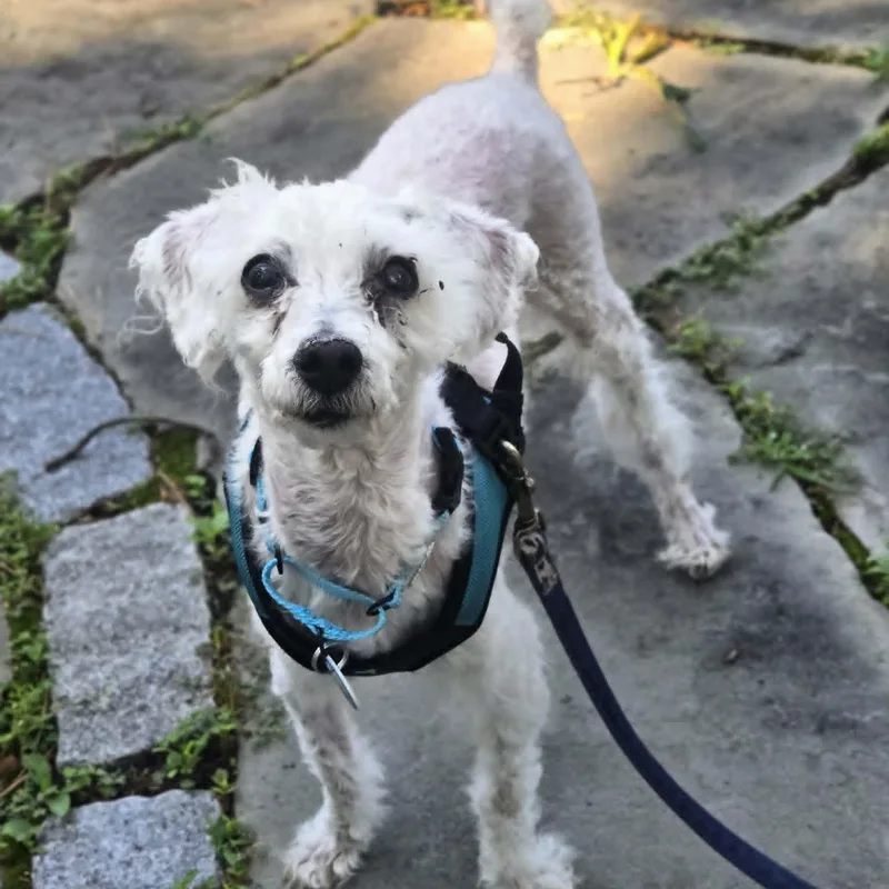 A senior small-sized male Poodle dog named Numa for adoption in Severn, MD