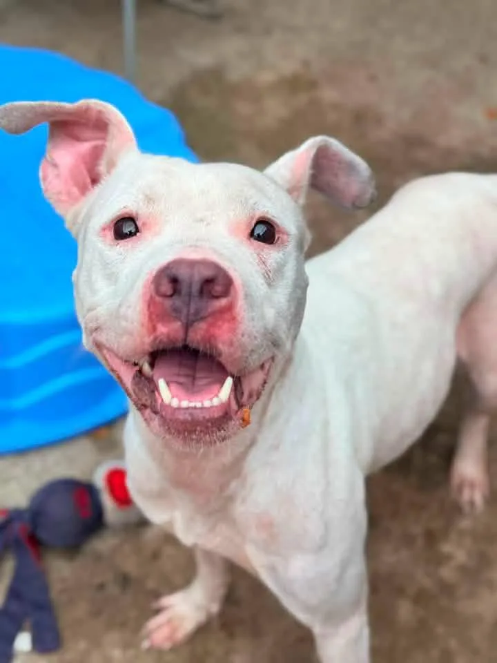 An adult medium-sized female White / Cream Pit Bull Terrier dog named Saskia for adoption in Chicago, IL