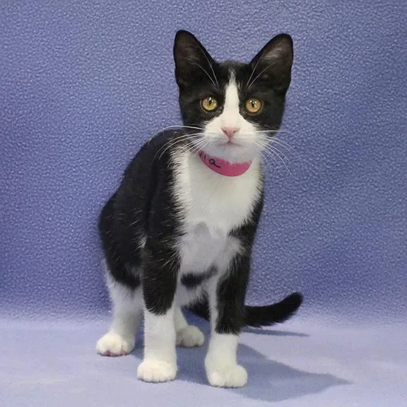 A baby medium-sized female Black & White / Tuxedo Domestic Short Hair cat named Lyra for adoption in Overland Park, KS