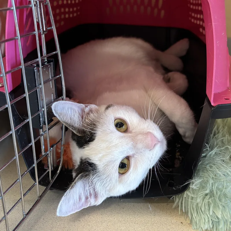 An adult medium-sized male White Domestic Short Hair cat named Flavorblast for adoption in Evanston, IL