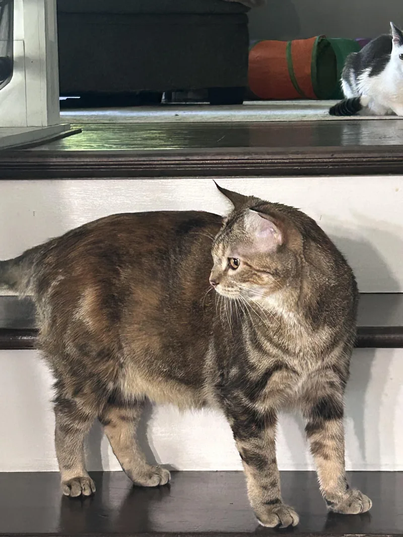 A young medium-sized male Black & White / Tuxedo Tabby cat named Boomer and Sweetpea for adoption in Saint Francis, MN