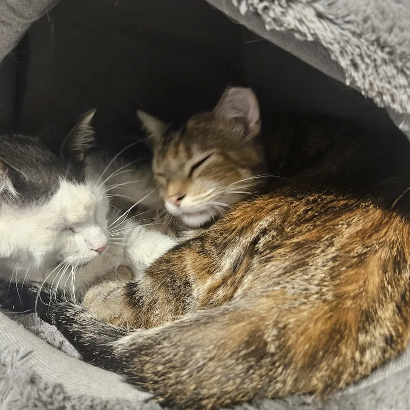 Boomer and Sweetpea thumbnail 3