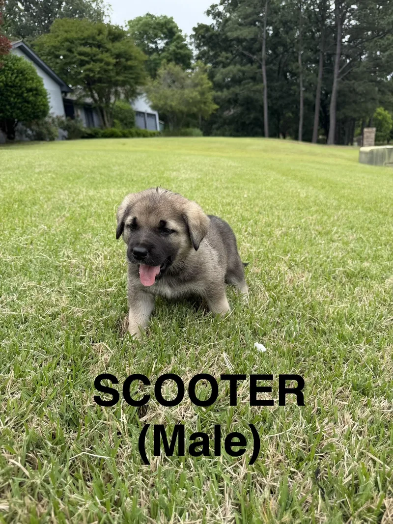 Scooter thumbnail 4