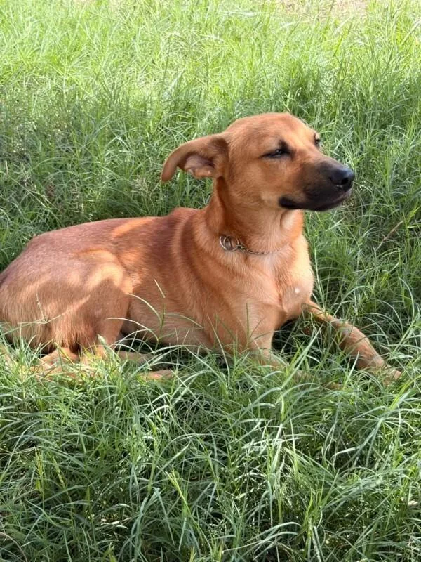 A baby medium-sized male Shepherd dog named Cullen for adoption in Houston, TX