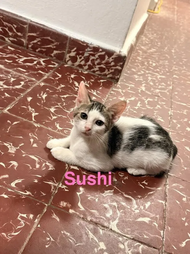 A young small-sized female Domestic Short Hair cat named Suki for adoption in Naranjito, PR