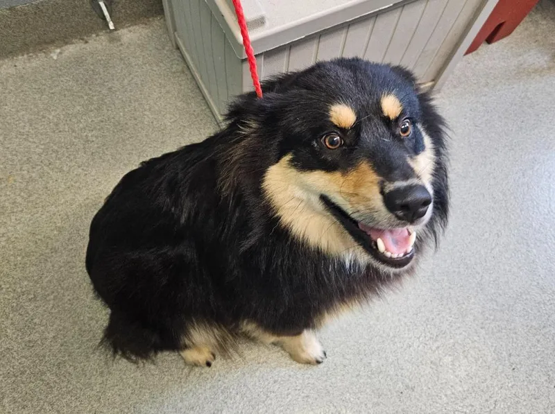 A young medium-sized male Shepherd dog named Rocky for adoption in Bloomington, IN